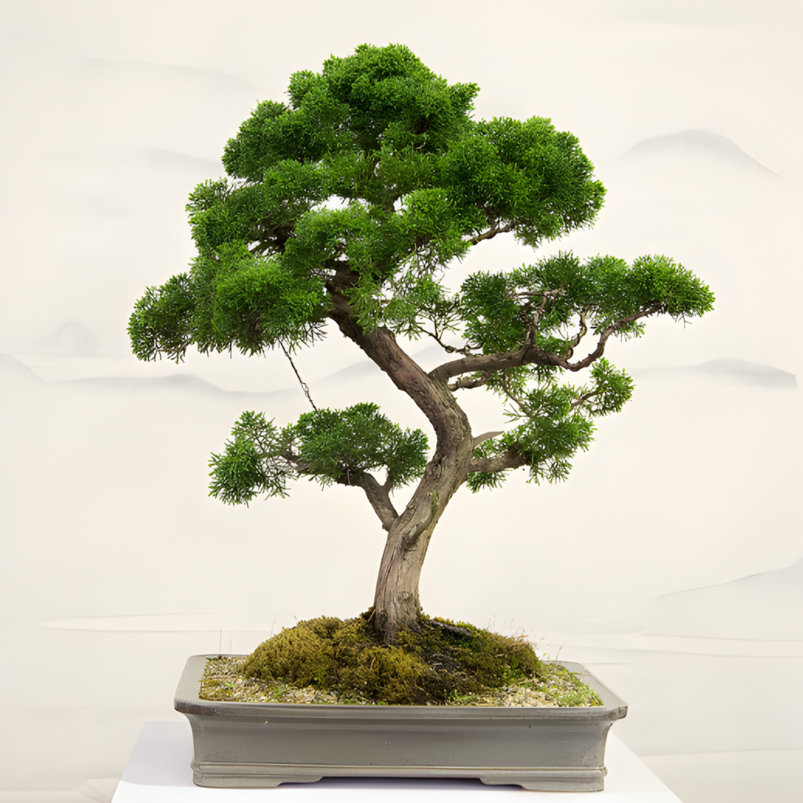 Bonsai Plants